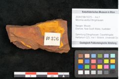 Foto (Objekt + Etikett) von Monimia vestita Ettingshausen (NHMW-GEO-2024-0188-10376)